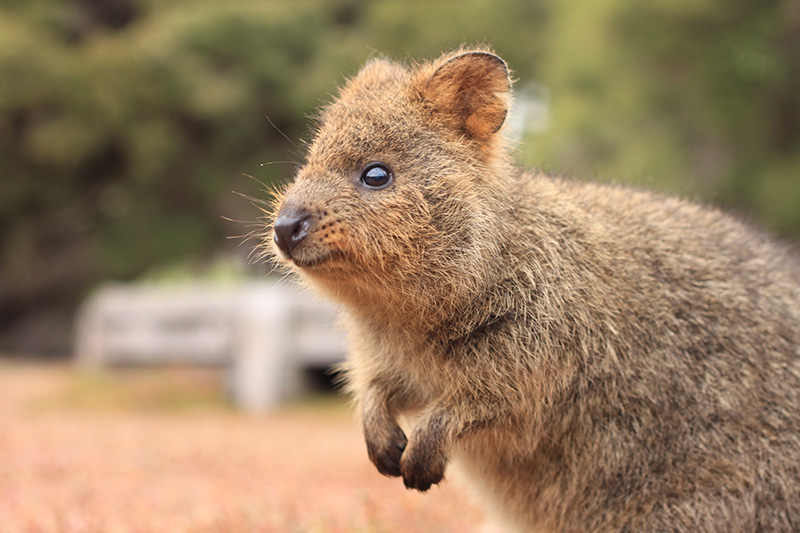 世界一幸せな動物 クオッカ もっと知りたいオーストラリア Tell Me About Australia Jp